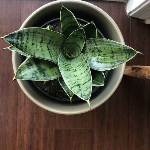 Sansevieria Trifasciata Hahnii