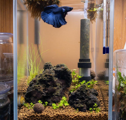 Aquarium Setup & Maintenance