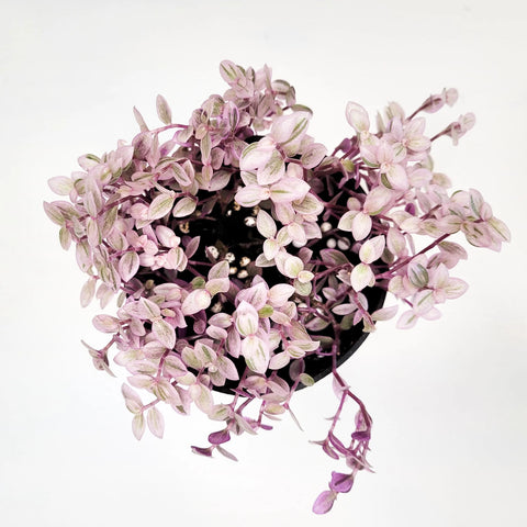 Callisia Repens - Pink Lady