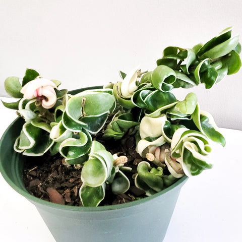 Hoya Carnosa Compacta - Hindu Rope