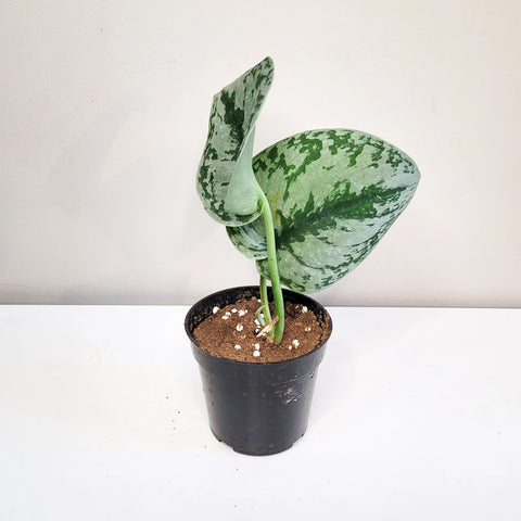 Scindapsus Pictus Exotica - Silver Pothos