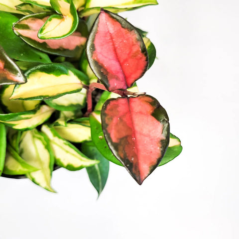 Hoya Carnosa Rubra - Krimson Princess