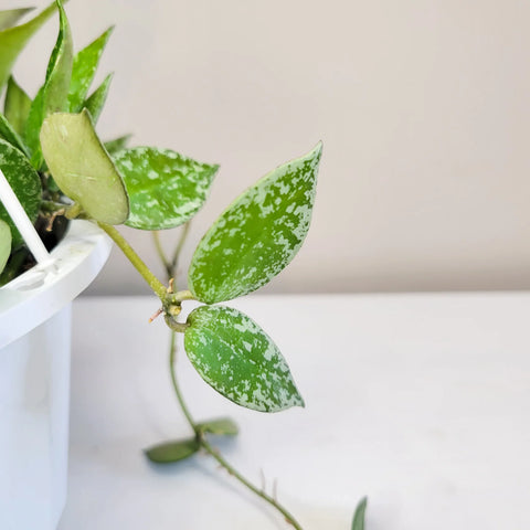 Hoya Krohniana Silver