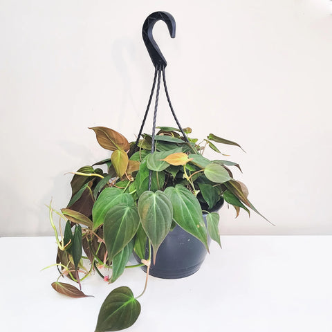 Philodendron Micans