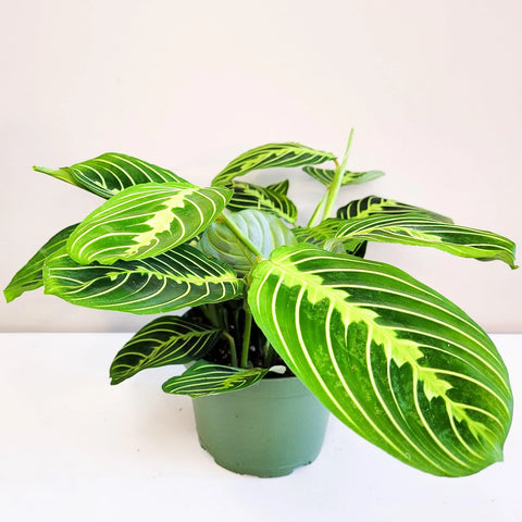 Maranta Leuconeura - Lemon Lime Prayer