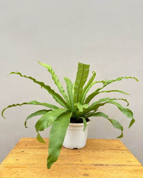Osaka Bird Nest Fern