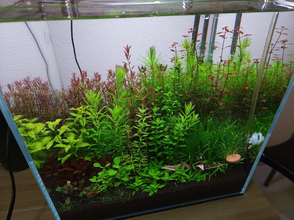 Aquarium Setup & Maintenance