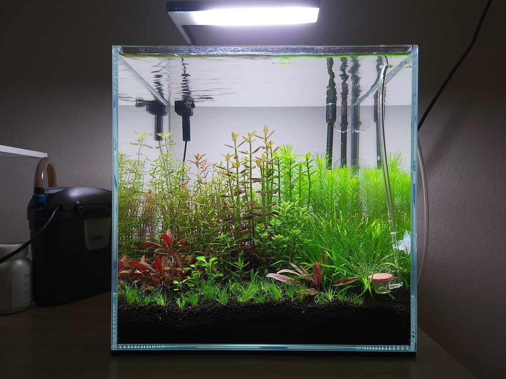 Aquarium Setup & Maintenance