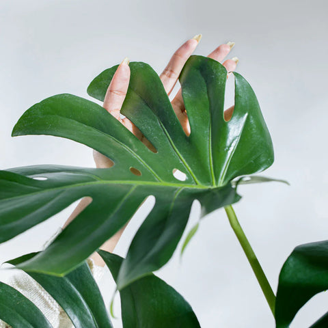 Monstera Deliciosa
