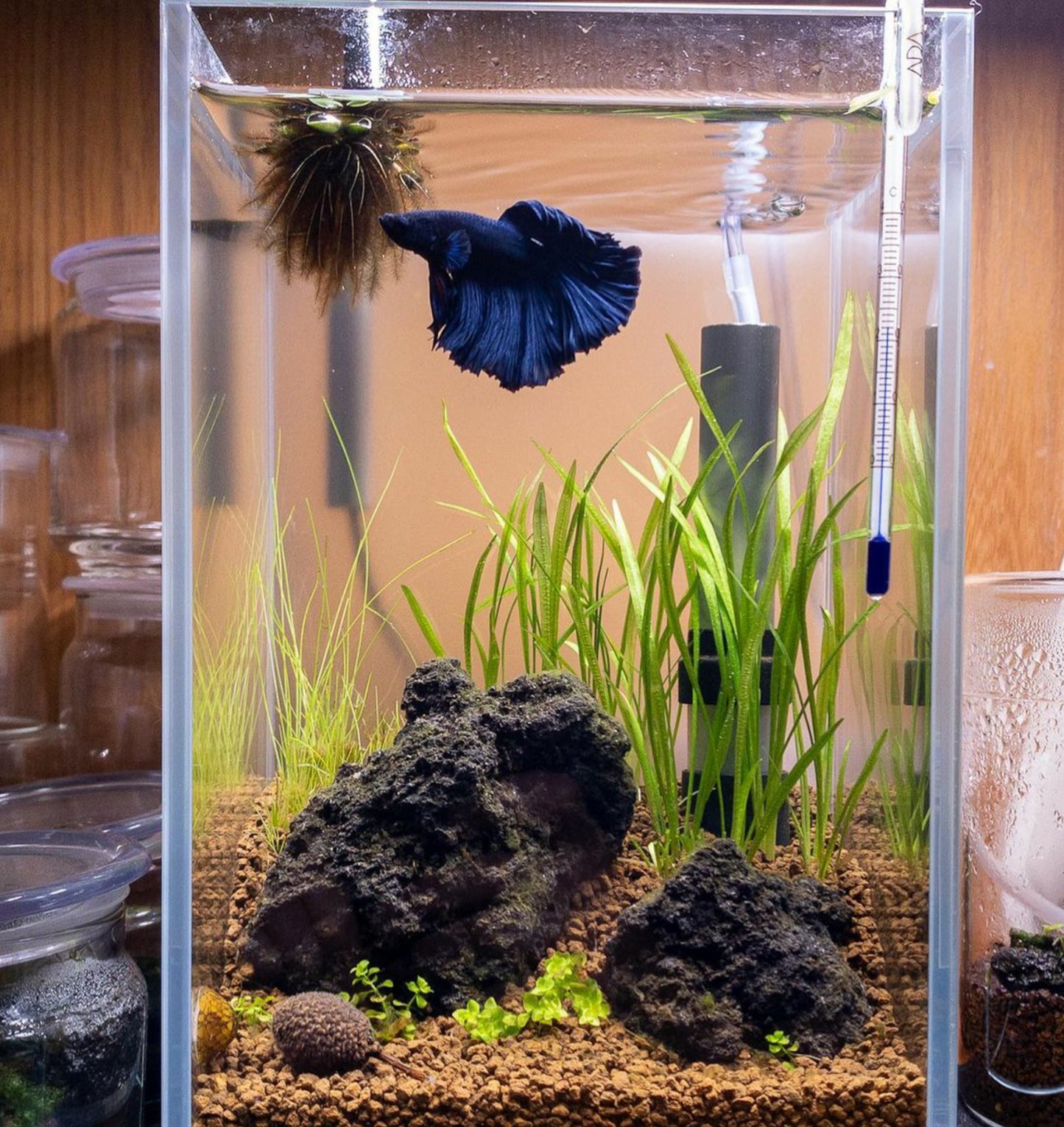 Aquarium Setup & Maintenance