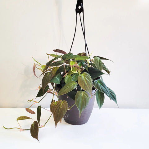 Philodendron Micans