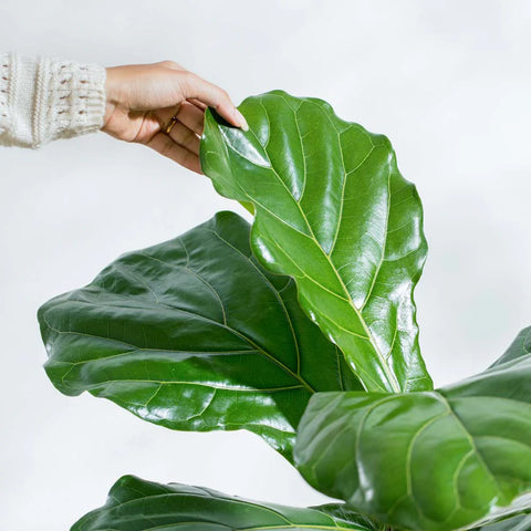 Fiddle Leaf Fig