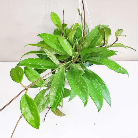 Hoya Pubicalyx
