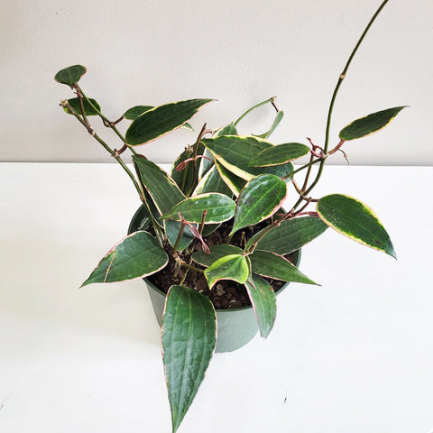 Hoya Latifolia Variegata