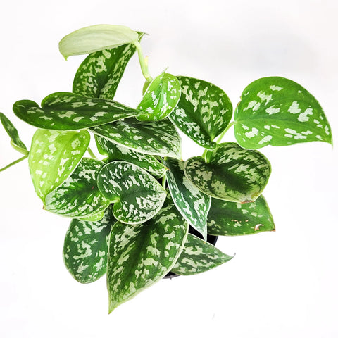 Money Plant Satin - Scindapsus Pictus Argyraeus