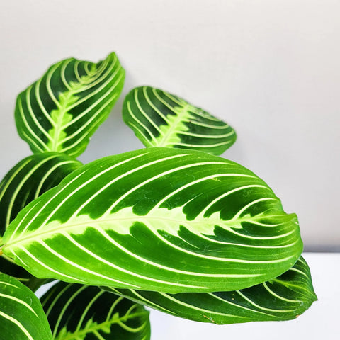 Maranta Leuconeura - Lemon Lime Prayer