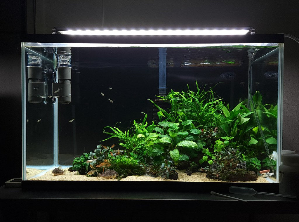 Aquarium Setup & Maintenance