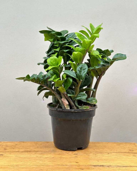 Dwarf ZZ Plant