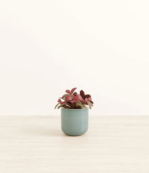 Fittonia Red Nerve