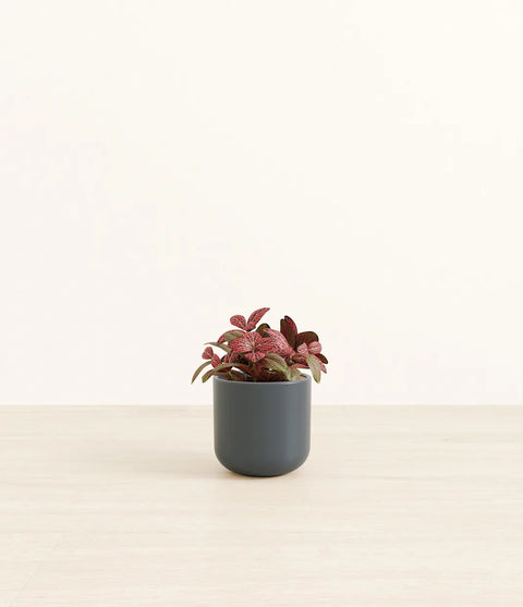 Fittonia Red Nerve