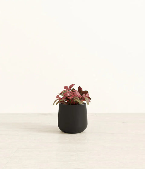 Fittonia Red Nerve