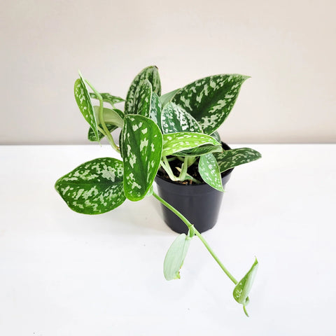 Money Plant Satin - Scindapsus Pictus Argyraeus