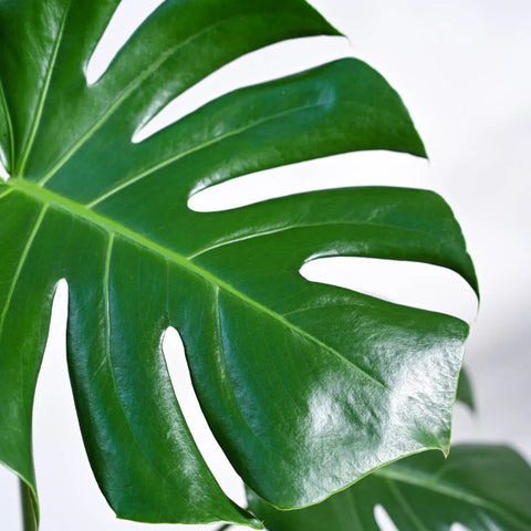 Monstera Deliciosa