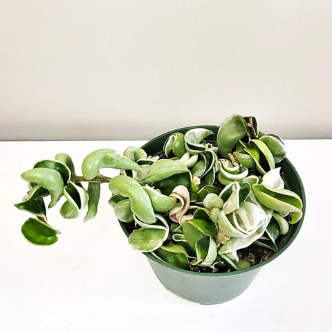 Hoya Carnosa Compacta - Hindu Rope