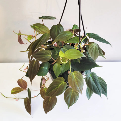 Philodendron Micans