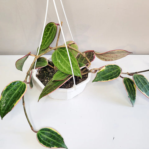 Hoya Latifolia Variegata