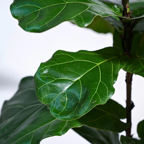 Fiddle Leaf Fig