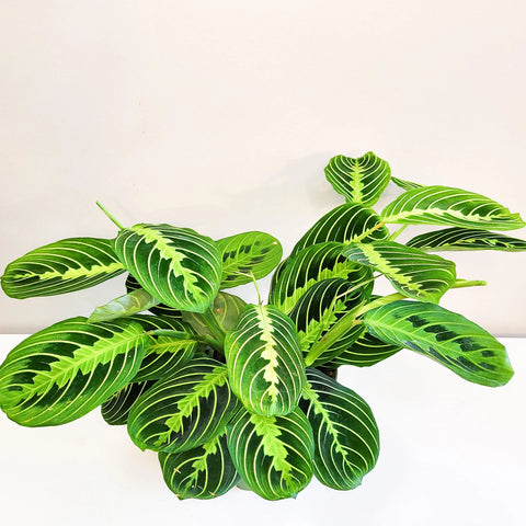 Maranta Leuconeura - Lemon Lime Prayer