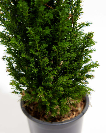 European Cypress