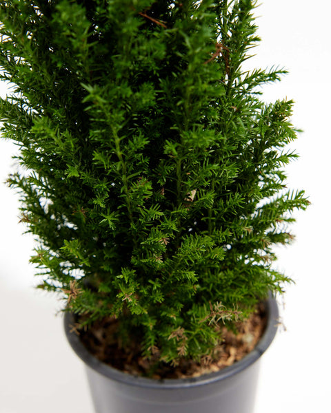 European Cypress