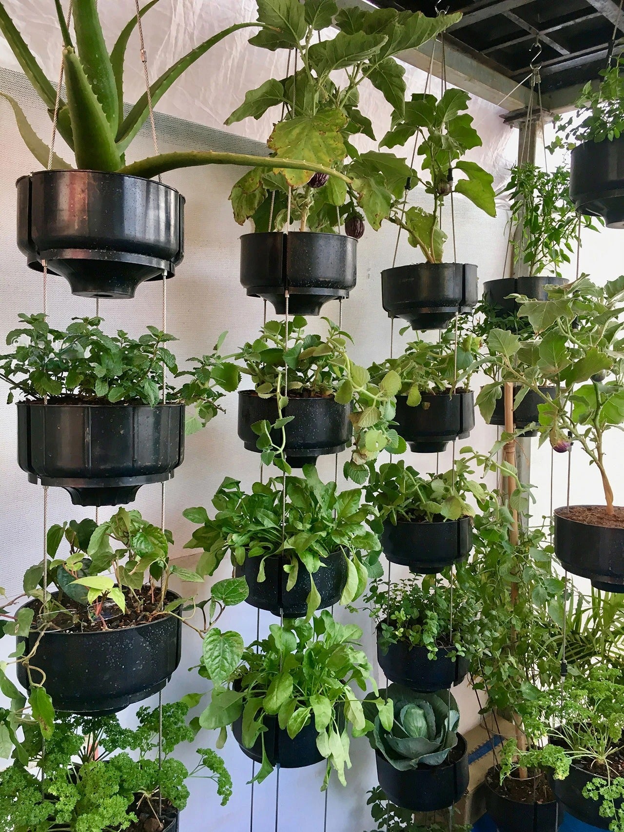 Vertical Garden Installation