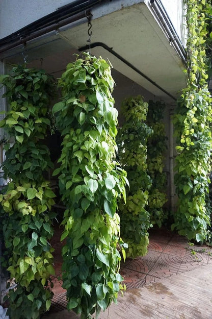 Vertical Garden Installation