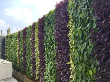 Vertical Garden Installation