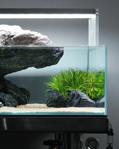 Aquarium Setup & Maintenance