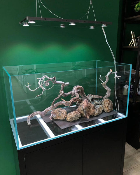 Aquarium Setup & Maintenance