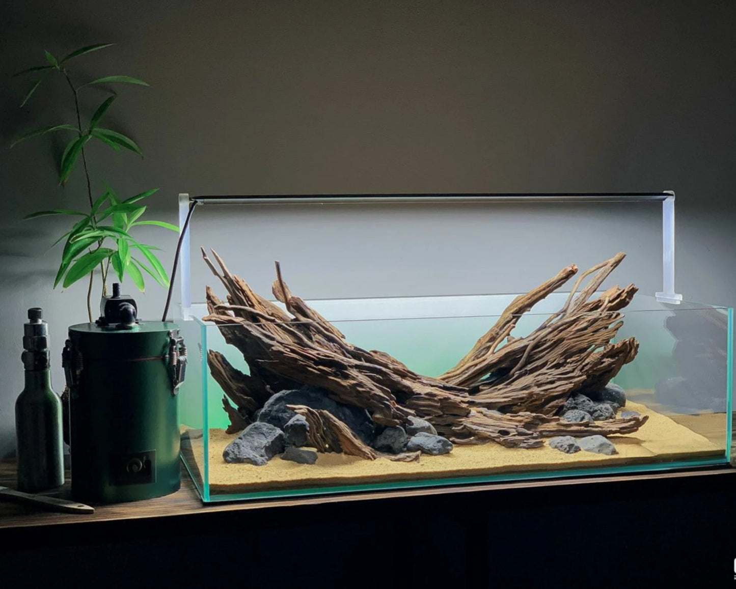 Aquarium Setup & Maintenance