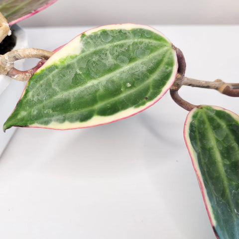Hoya Latifolia Variegata