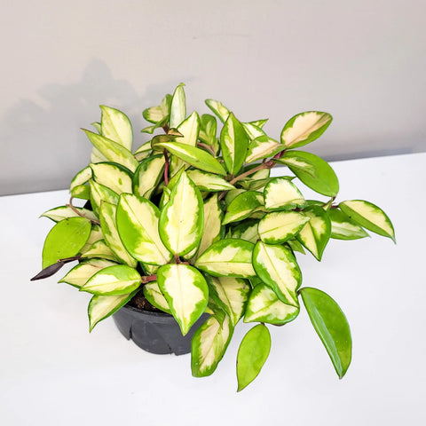 Hoya Carnosa Rubra - Krimson Princess