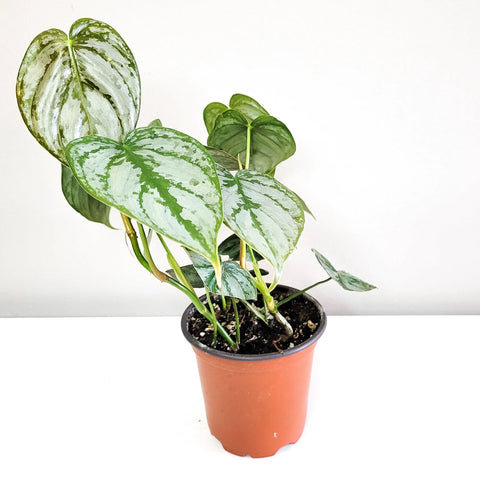 Philodendron Brandtianum - Brandi