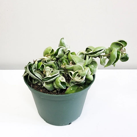 Hoya Carnosa Compacta - Hindu Rope