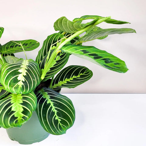 Maranta Leuconeura - Lemon Lime Prayer