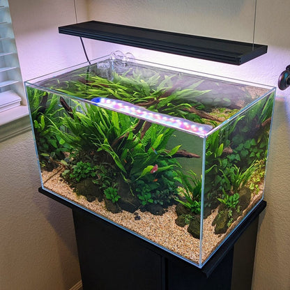 Aquarium Setup & Maintenance