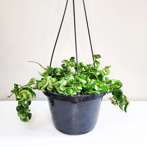 Hoya Carnosa Compacta - Hindu Rope