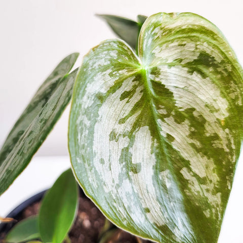 Philodendron Brandtianum - Brandi