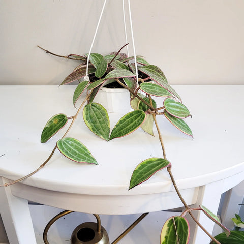 Hoya Latifolia Variegata
