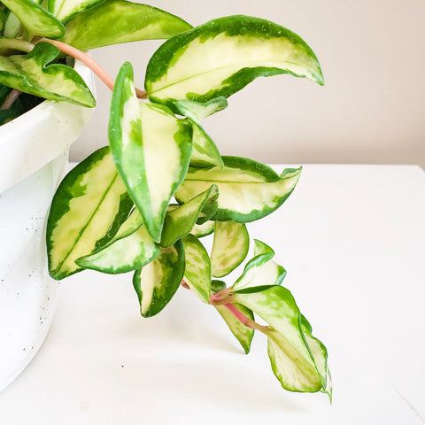 Hoya Carnosa Rubra - Krimson Princess